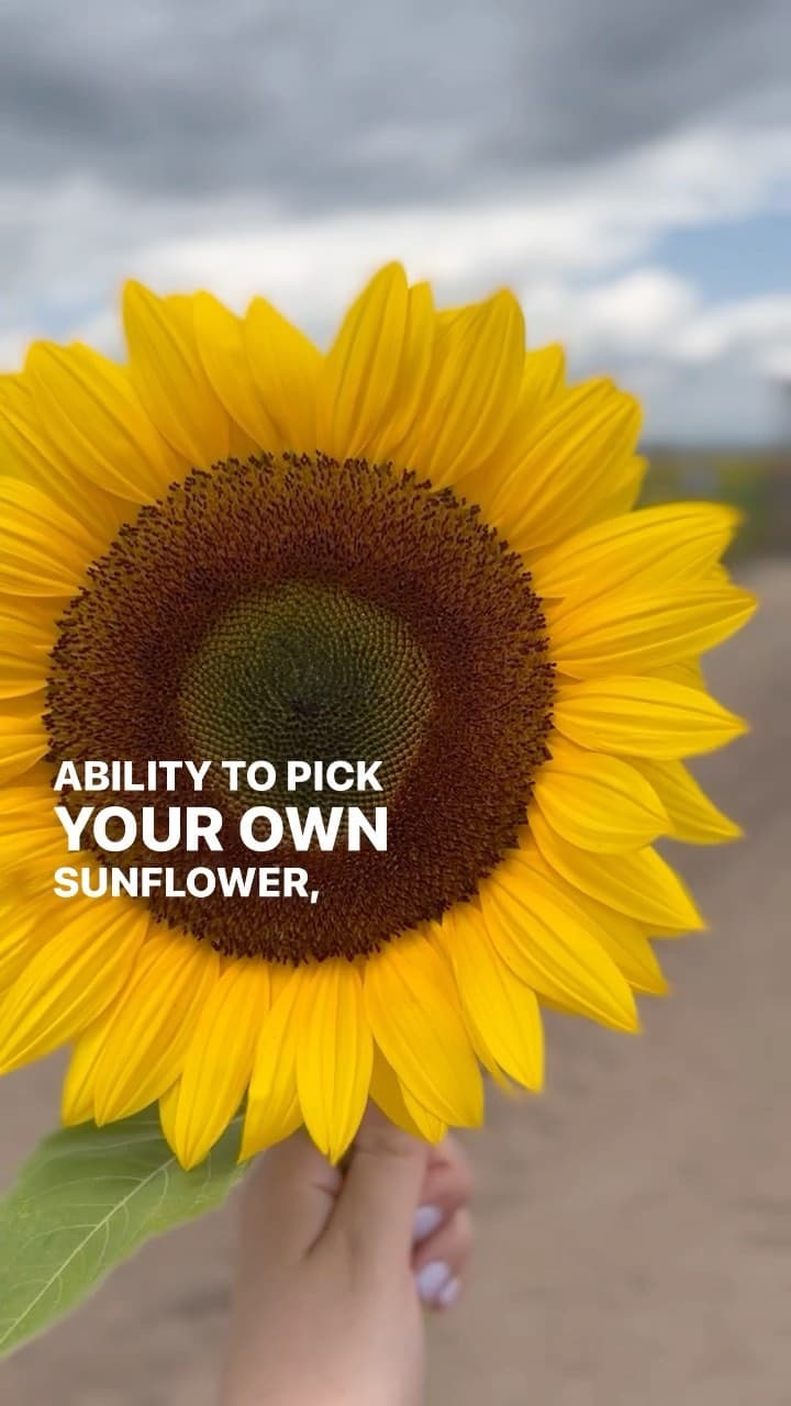 🌻 The perfect weekend date!